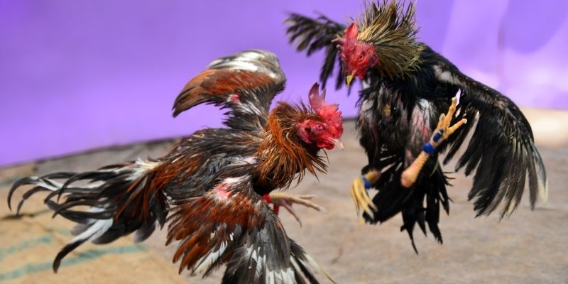 f8bet7 nổ hũ tiếng anh là gì