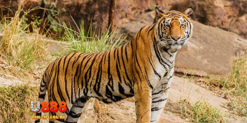 f8bet7 ban ca vip online