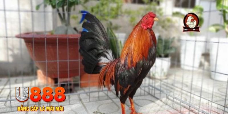 f8bet7 tải nổ hũ trên máy tính