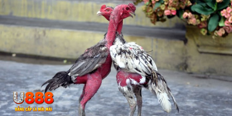 f8bet7 bàn cầu điểm số tay trước trong baccarat là gì