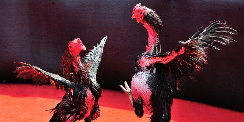 f8bet7 Spribe Điện Tử